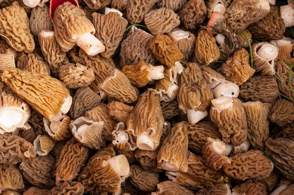 filets-mignons-aux-morilles