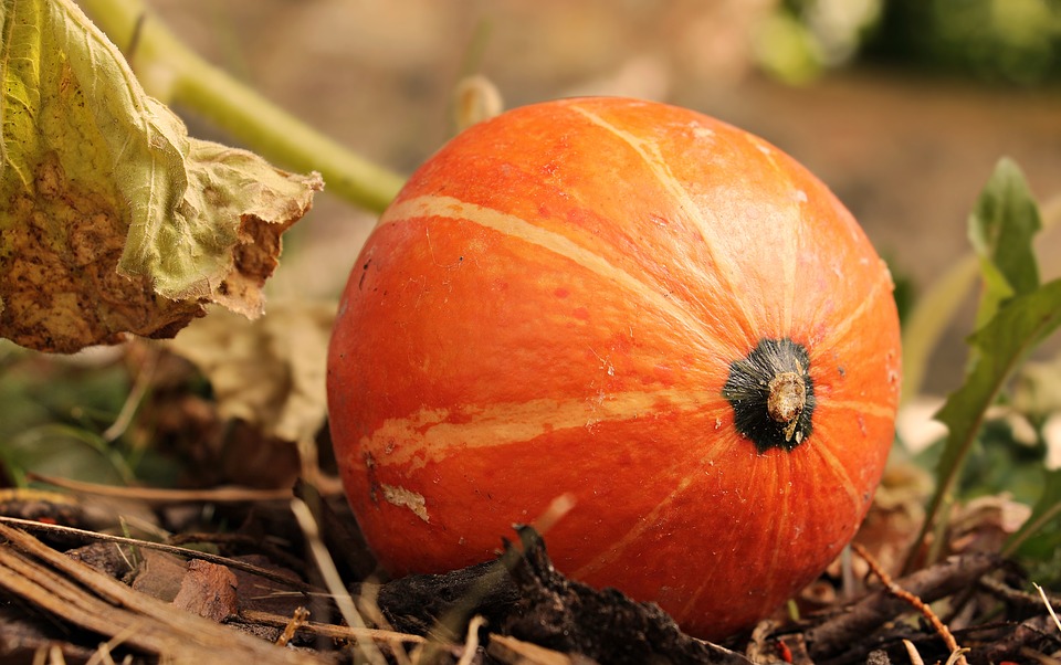 veloute-a-la-courge