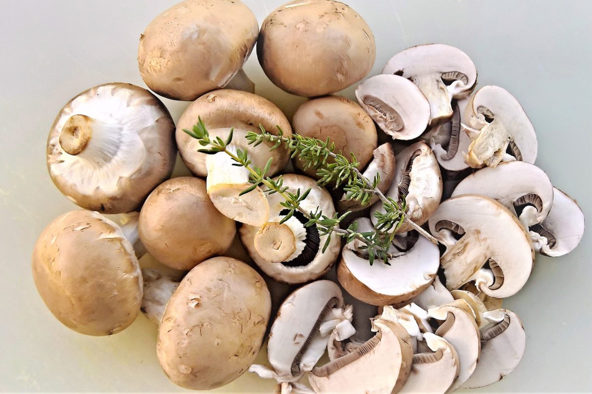 Croûte aux champignons : La recette gourmande | MaRecette.ch