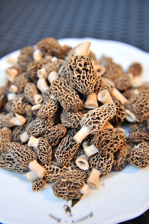 recette sauce aux morilles